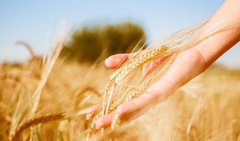 12 октября – День работника сельского хозяйства  и перерабатывающей промышленности